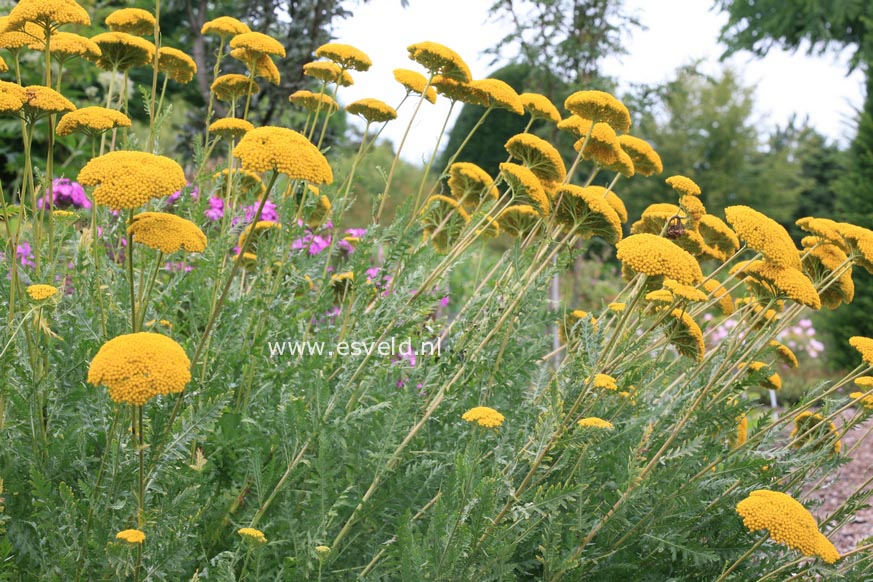 Achillea filipendulina 'Parker's Variety'