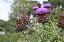 Cynara scolymus 'Cardy'