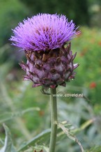 Cynara scolymus 'Cardy'