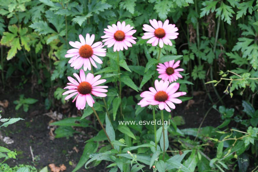 Echinacea purpurea