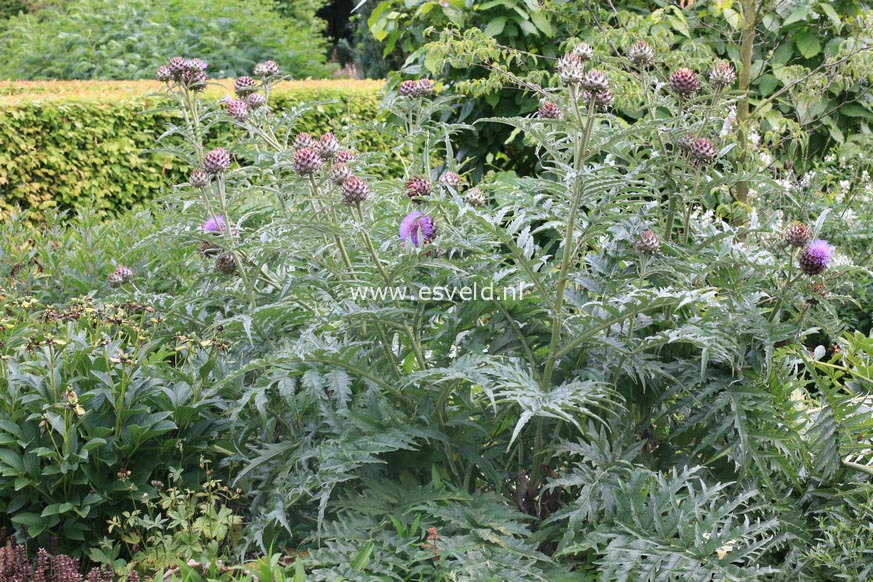 Cynara scolymus