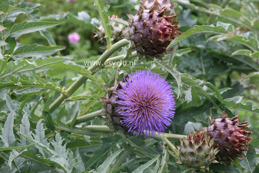 Cynara scolymus