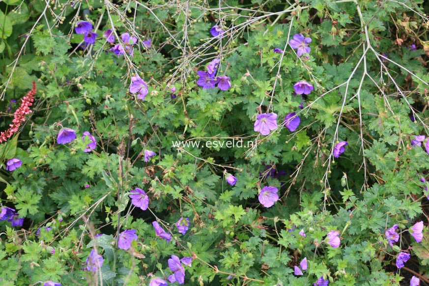 Geranium 'Jolly Bee'