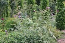 Cynara scolymus 'Cardy'