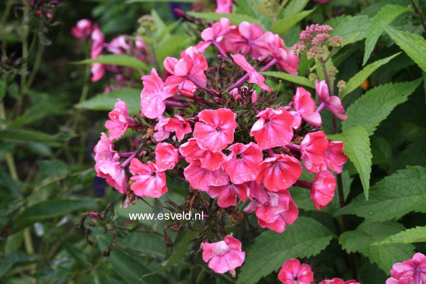 Plantentuin Esveld