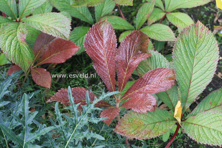 Rodgersia 'Bloody Mary'