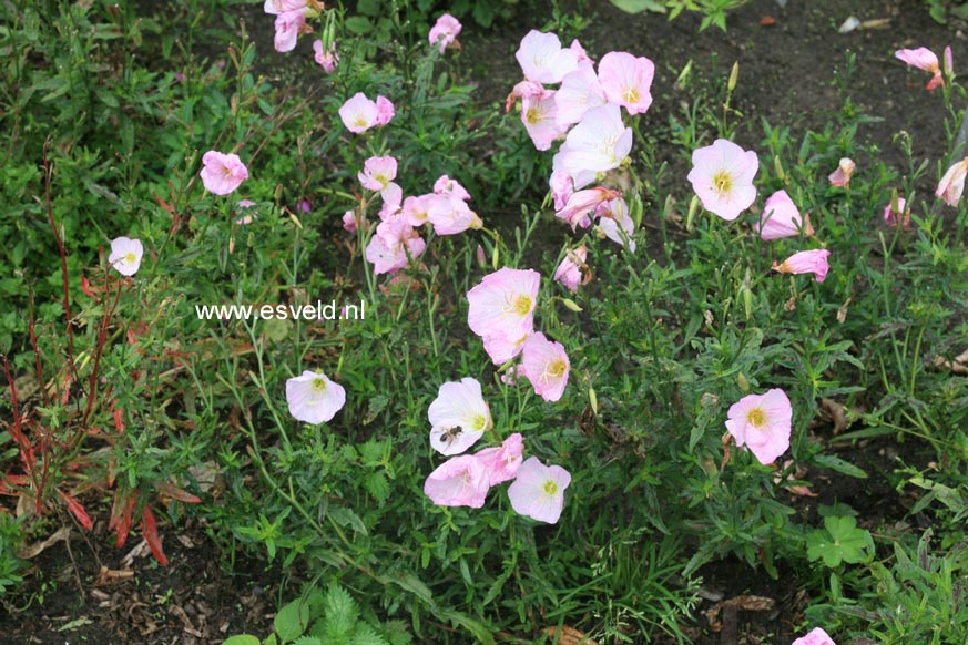 Oenothera speciosa 'Twilight'