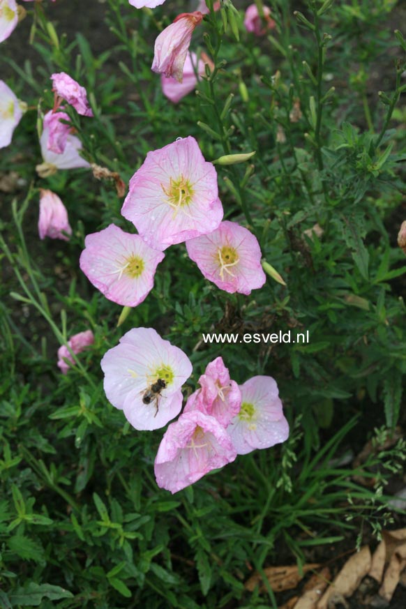 Oenothera speciosa 'Twilight'