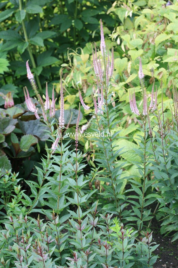 Plantentuin Esveld