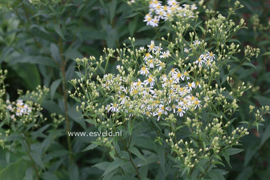 Aster umbellatus