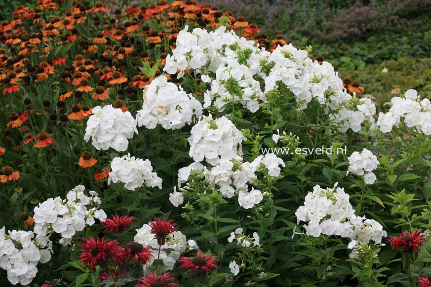 Phlox paniculata 'Rembrandt'