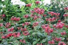 Monarda 'Fireball'