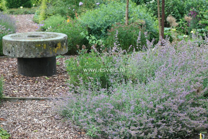 Nepeta 'Walker's Low'