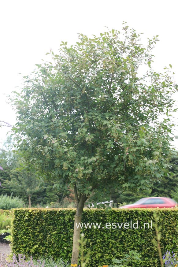 Euonymus planipes