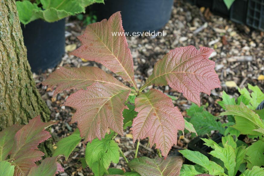 Rodgersia podophylla