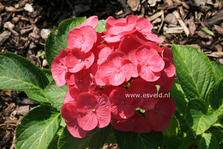 Hydrangea macrophylla 'Eugen Hahn'