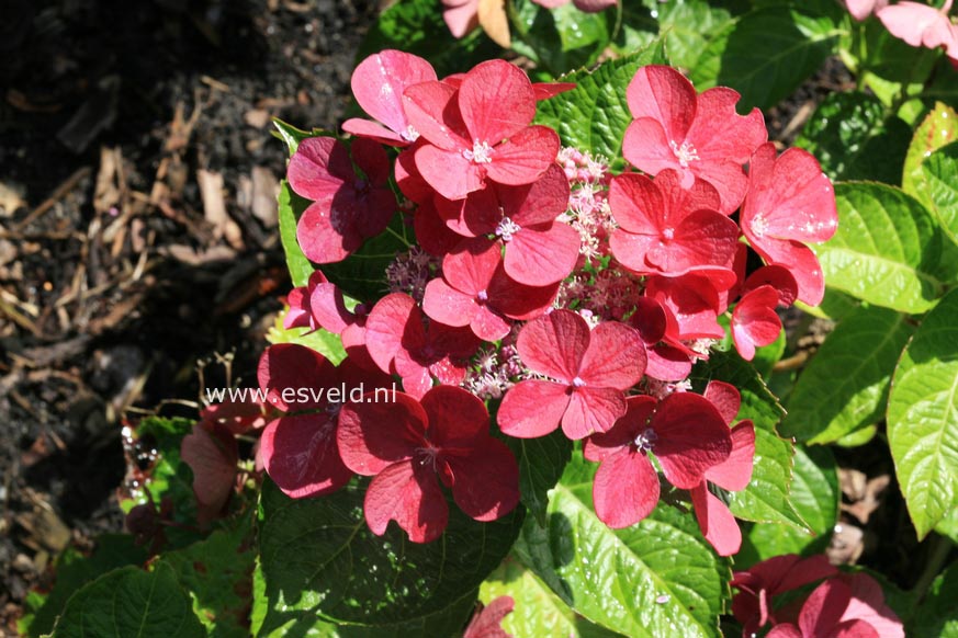 Hydrangea macrophylla 'Rotschwanz'