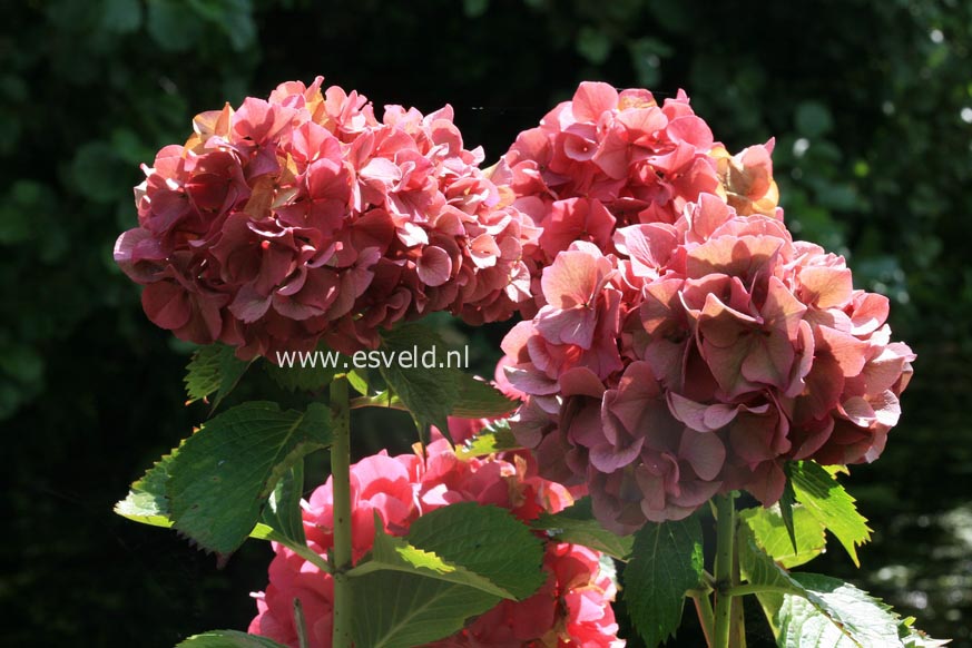 Hydrangea macrophylla 'Masja'