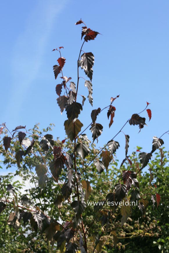 Betula pendula 'Penci-2' (ROYAL FROST)