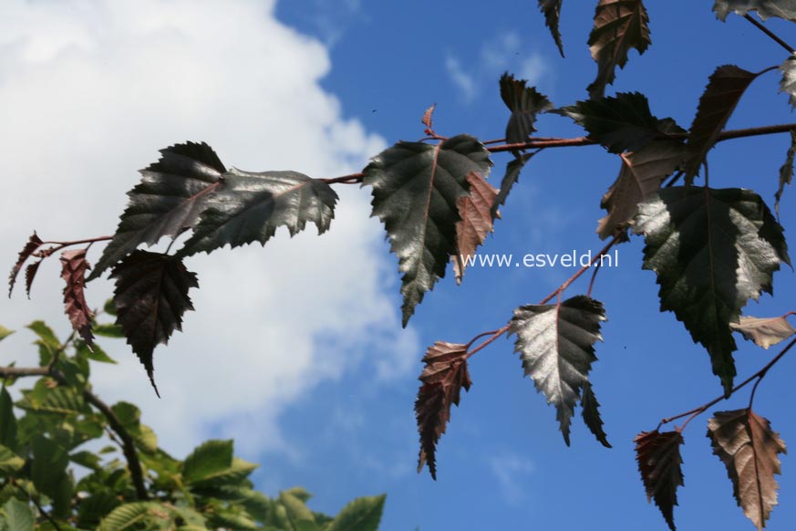 Betula pendula 'Penci-2' (ROYAL FROST)
