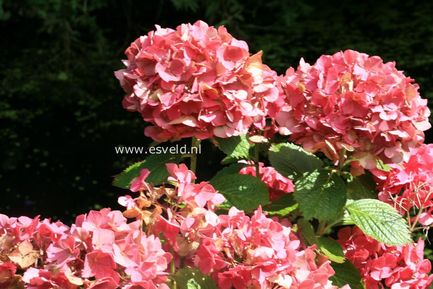 Hydrangea macrophylla 'Glowing Embers'