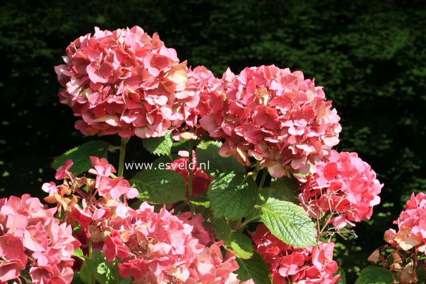 Hydrangea macrophylla 'Glowing Embers'