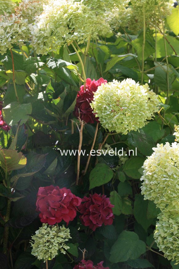 Hydrangea arborescens 'Bounty'