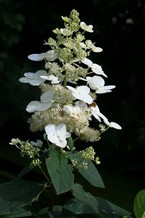 Hydrangea paniculata 'Vera'