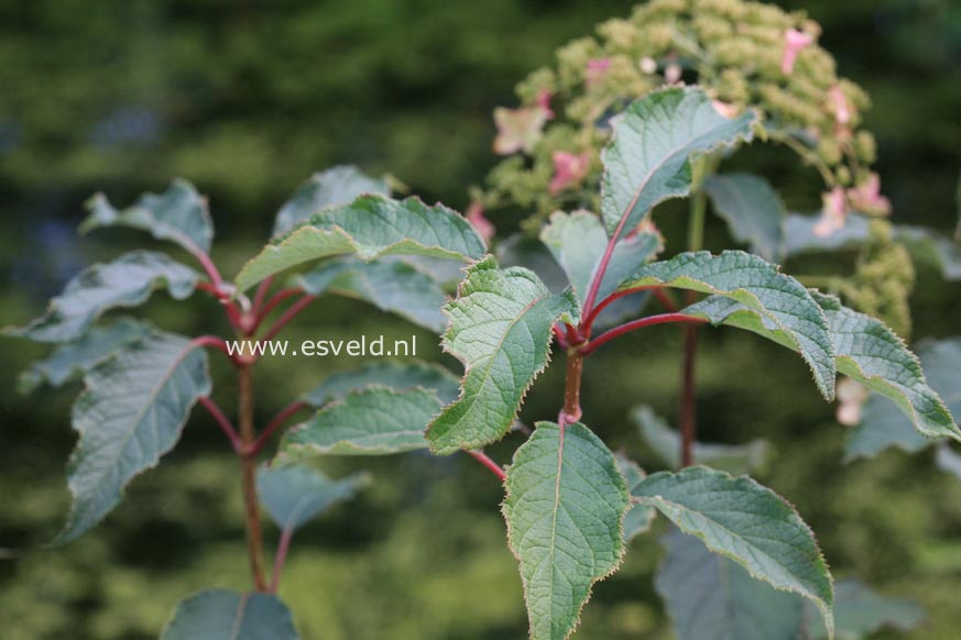 Hydrangea heteromalla 'Willy'