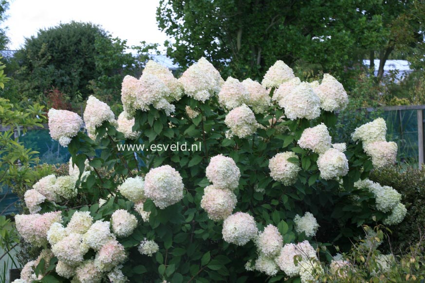 Hydrangea paniculata 'Limelight'