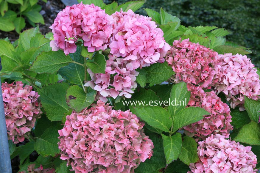 Hydrangea macrophylla 'Andriesia'