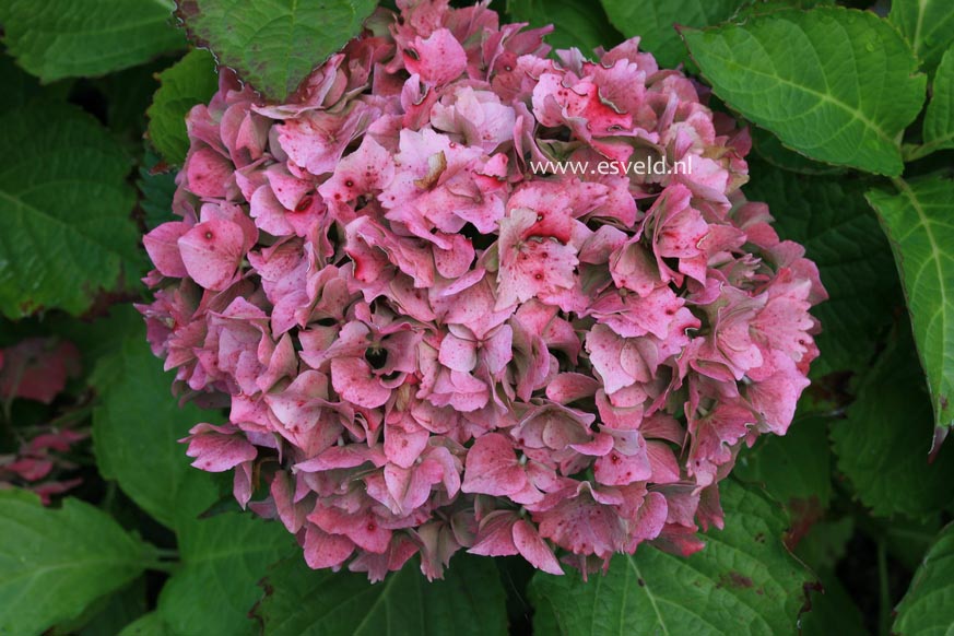 Hydrangea macrophylla 'Andriesia'