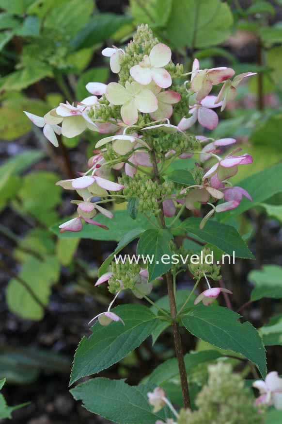 Hydrangea paniculata 'Mid Late Summer'