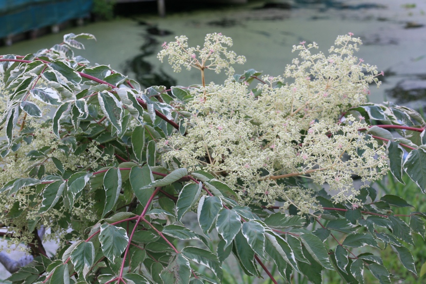 Aralia elata 'Variegata'