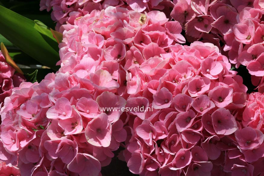 Hydrangea macrophylla 'Xian' (MAGICAL OPAL)