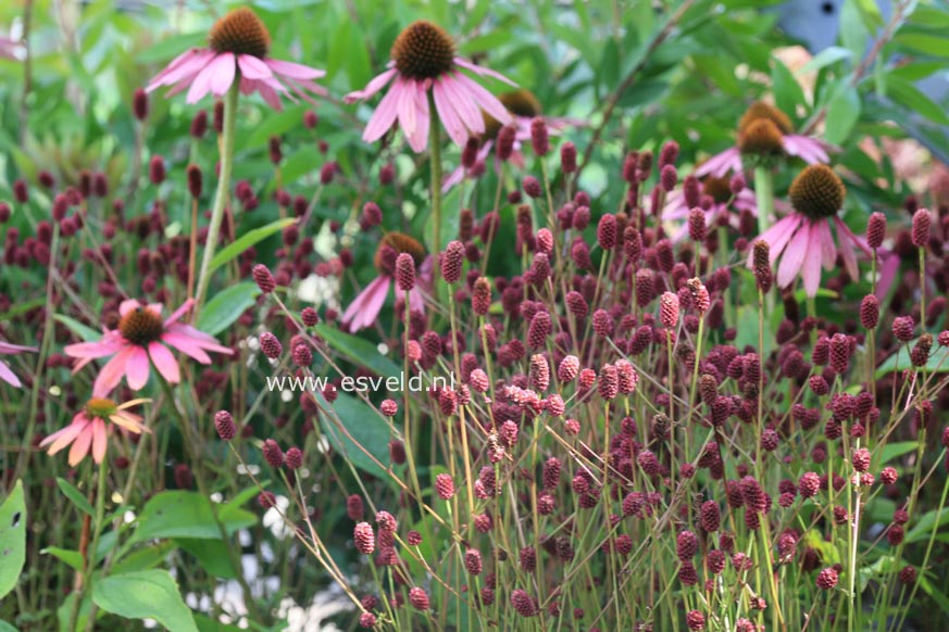 Sanguisorba officinalis 'Tanna'