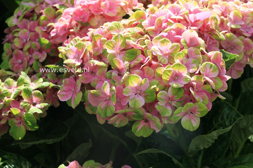 Hydrangea macrophylla 'Xian' (MAGICAL OPAL)