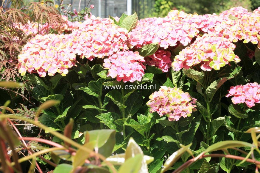 Hydrangea macrophylla 'Xian' (MAGICAL OPAL)