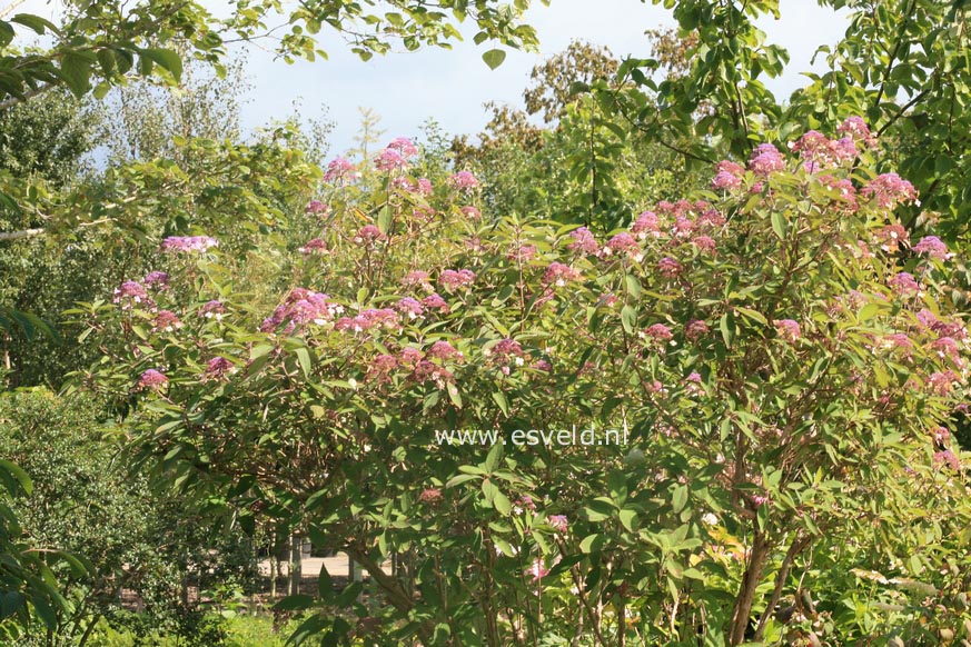 Hydrangea villosa