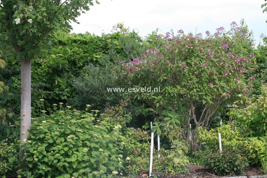 Hydrangea villosa