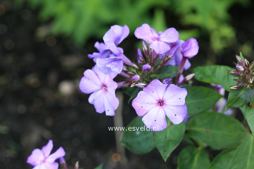 Phlox paniculata 'Blue Paradise'