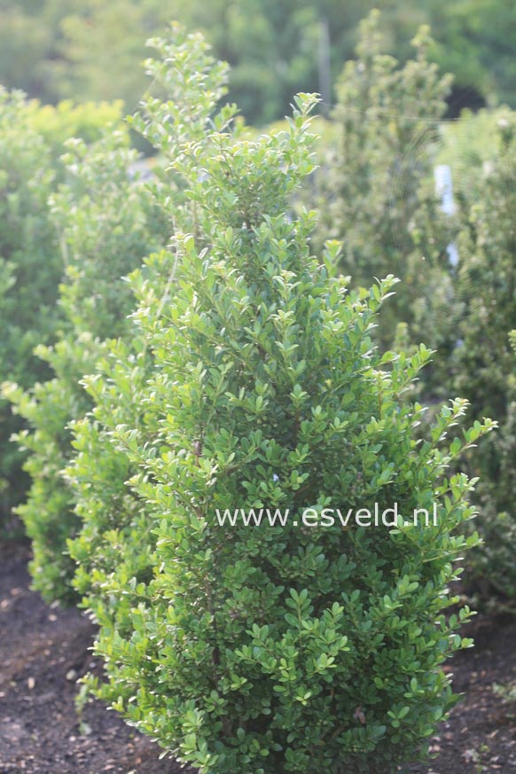 Ilex maximowicziana var. kanehirae