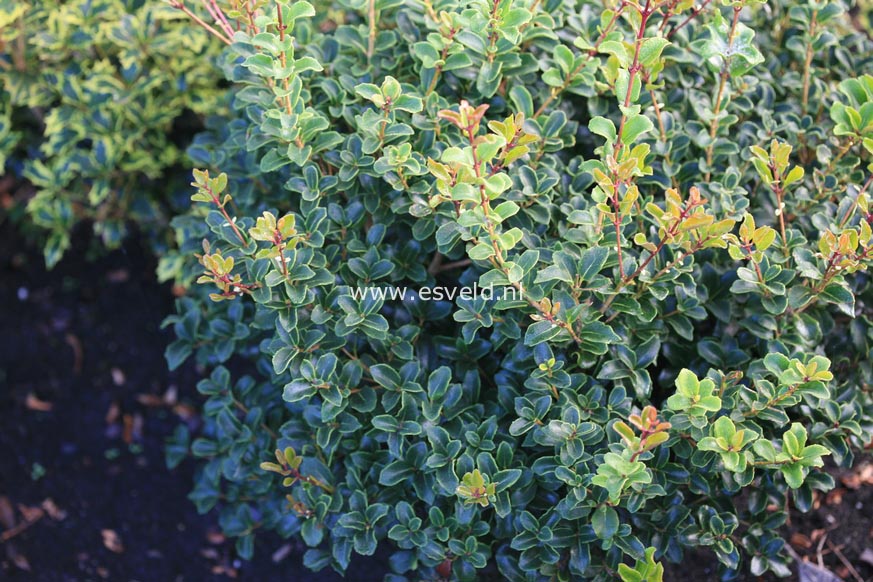 Osmanthus heterophyllus 'Purpureus'