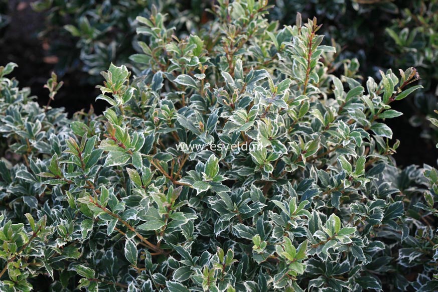 Osmanthus heterophyllus 'Kinbu'