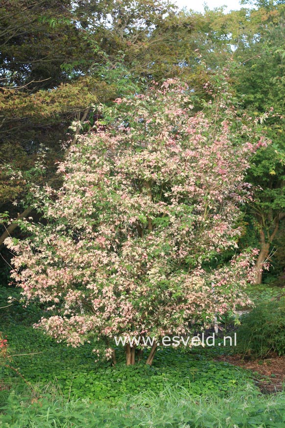 Acer palmatum 'Asahi zuru'