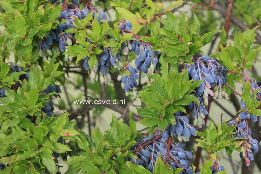 Vaccinium cylindraceum