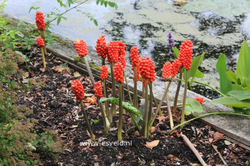 Arum italicum