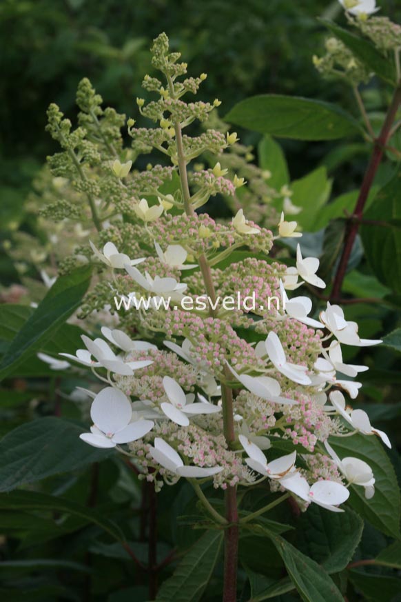 Hydrangea paniculata 'Pink Diamond'