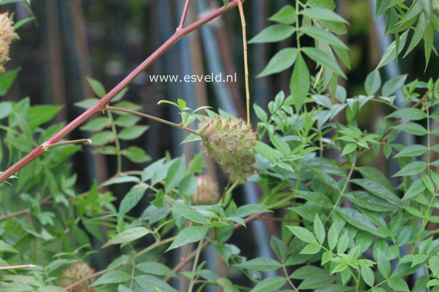Glycyrrhiza yunnanensis