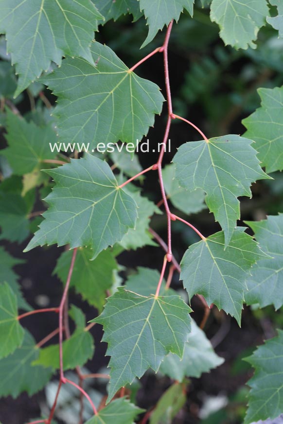 Tilia mongolica